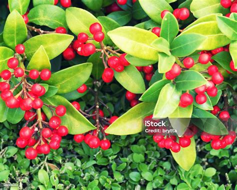 Skimmia Japonica With Red Berries Stock Photo - Download Image Now ...