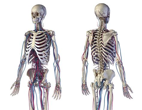 Human Body Front And Back And Both Sides Diagram