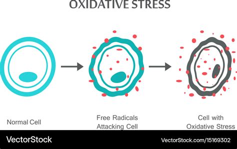 Oxidative Stress Diagram Royalty Free Vector Image