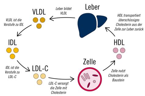 Ldl Cholesterin Wert Senken Ratgeber Cholesterin