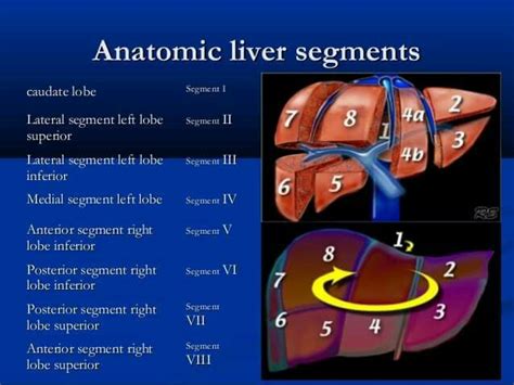 Anatomy Of Liver Segments - ANATOMY