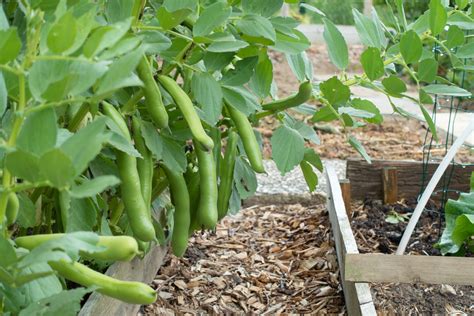 Vegetable Seeds To Sow Now October Planting Jparkers