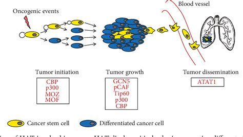 Table 1 From Emerging Role Of Histone Acetyltransferase In Stem Cells