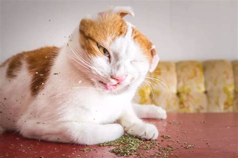 猫吸了猫薄荷就睡觉了吸了猫薄荷的猫猫吸猫薄荷图片大山谷图库