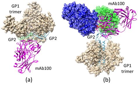 Biomolecules Free Full Text Structural Transition And Antibody