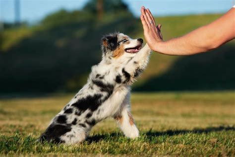 How to Train Your Australian Shepherd Puppy - Aussie University