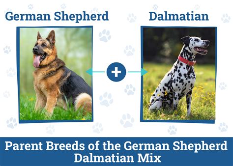 German Shepherd Dalmatian Mix Dog Breed: Info, Pictures, Care & More ...