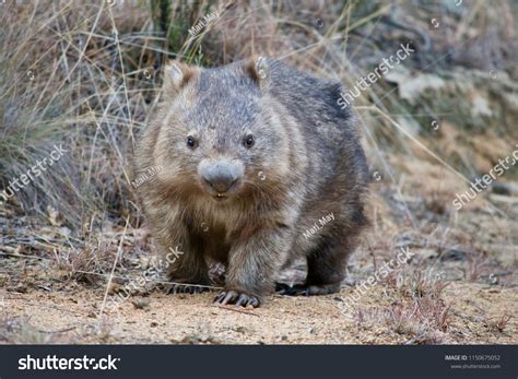 Australian Wombat Wild Stock Photo 1150675052 | Shutterstock