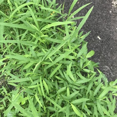 Japanese Stiltgrass Invasive Plants Of Maryland · Inaturalist