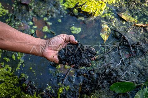 Dampak Kerusakan Lingkungan Akibat Tambak Udang Di Karimunjawa ANTARA