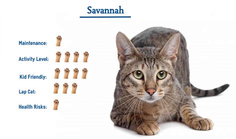 Savannah Cat Breed… Everything You Need to Know at a Glance!