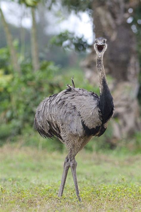 Greater Rhea Rhea Americana By Daniel J Field Zoo Animals Funny