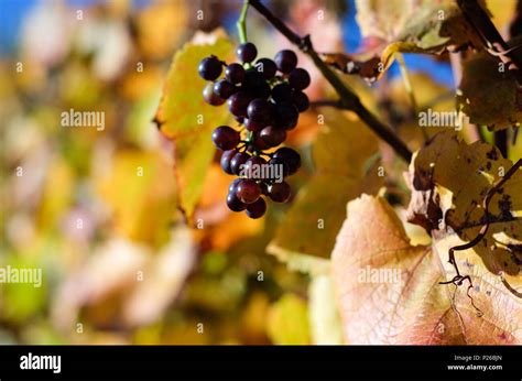 Pinot Noir Grape Hi Res Stock Photography And Images Alamy