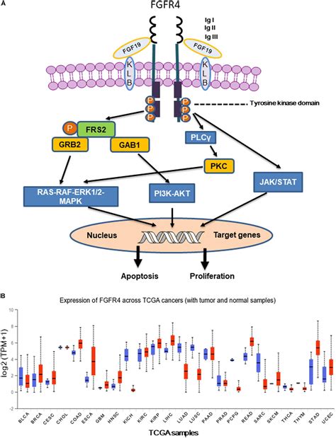 Frontiers Dissecting The Role Of The Fgf Fgfr Signaling Pathway In