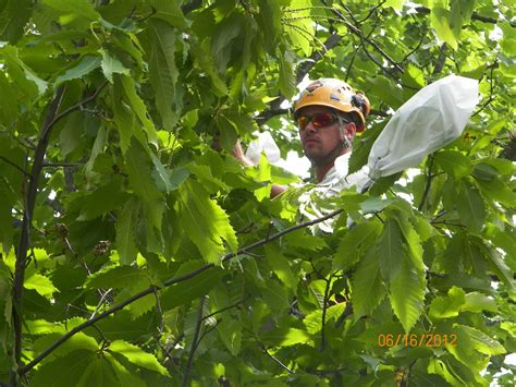 American Chestnut Foundation - Absher Tree Specialists | Blacksburg ...