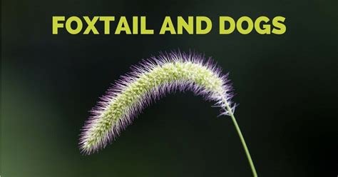 Foxtail And Dogs I Love Veterinary