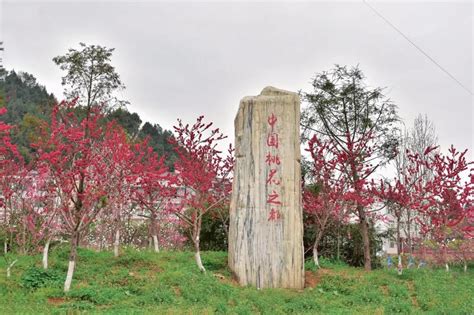 2021“广元·苍溪·黄猫垭桃花节” 已盛大开幕黄猫垭桃花桃花节新浪新闻