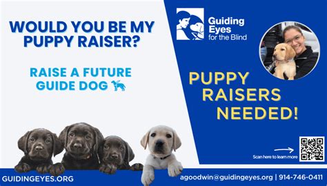 Puppy Raisers Urgently Needed Guiding Eyes For The Blind