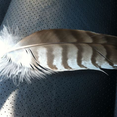 Red Tailed Hawk Feather Project Noah