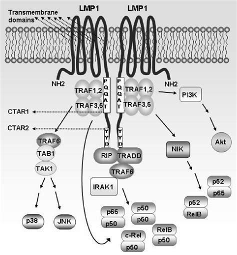 Signalling Pathways Activated By Lmp1 Lmp1 Aggregates In The Plasma