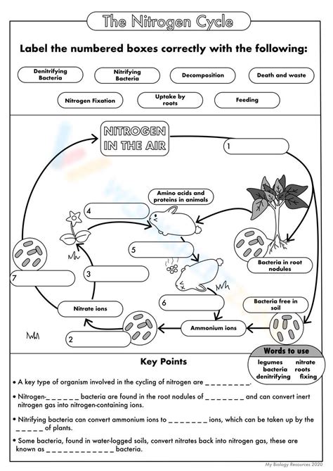 The Nitrogen Cycle Worksheet