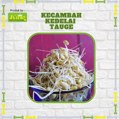 Jual Kecambah Besar Cambah Kedele Touge Tauge Kecambah Kacang