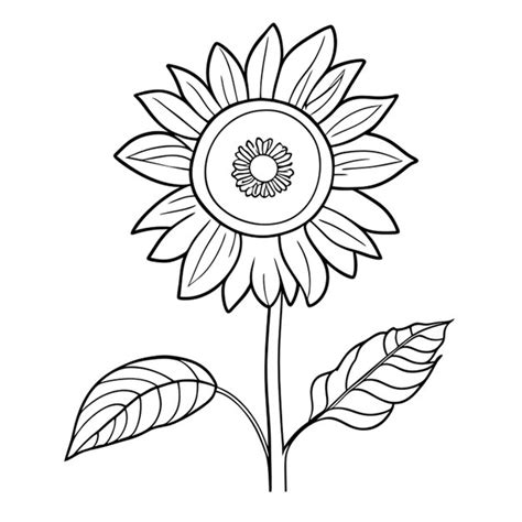 Tournesols Vecteur Illustration Dessin Au Trait Vecteur Premium