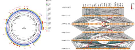 Figure From Whole Genome Analysis Of Kpc Producing Klebsiella