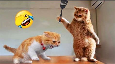 Funny animal videos for you - One News Page VIDEO