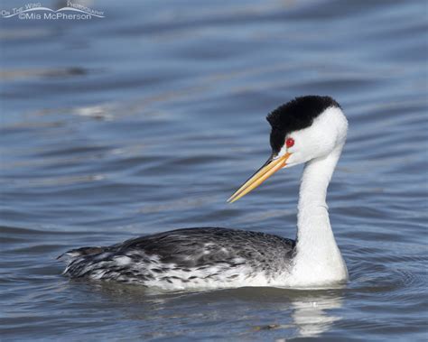 Spring Clarks Grebe Close Up On The Wing Photography