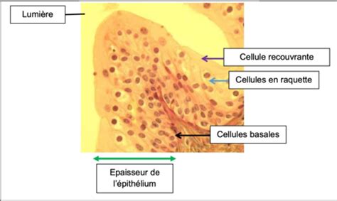 Ed 7 Ed 8 Histologie Cartes Quizlet