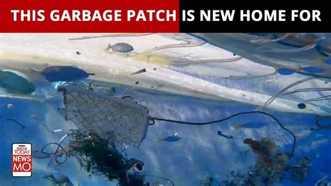 How The Great Pacific Garbage Patch Is Now Thriving With Life India Today