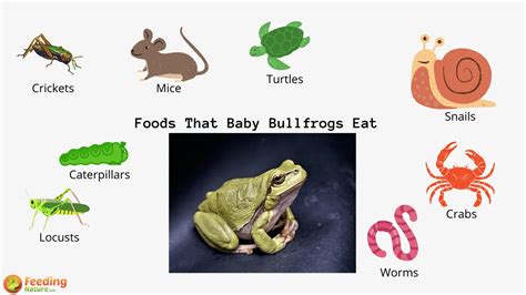 What Do Baby Bullfrogs Eat Feeding Nature