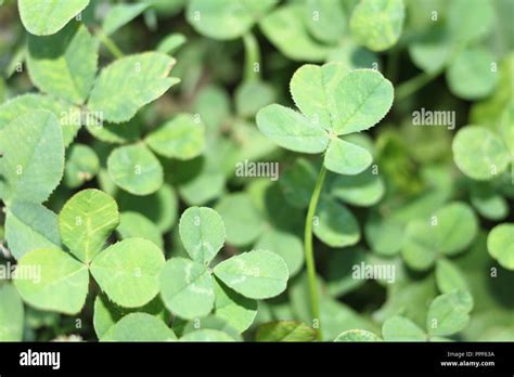 3 kleeblatt Fotos und Bildmaterial in hoher Auflösung Alamy