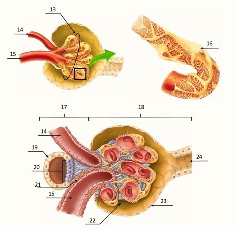 Lab 18 Urinary System Juxtaglomerular Complex And Renal Corpuscle Diagram Quizlet