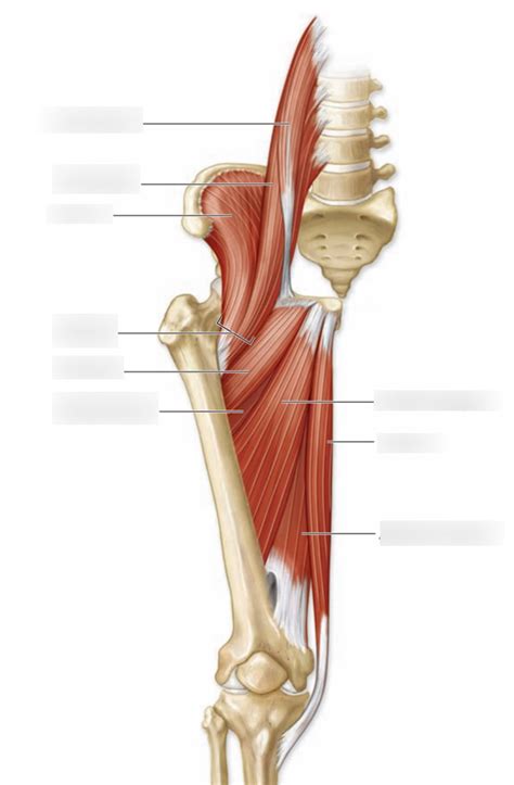 Medial Muscles Of Thigh Diagram Quizlet