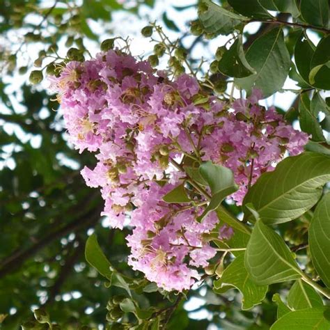 Lilas des Indes Mauve Lagerstroemia indica à floraison époustouflante