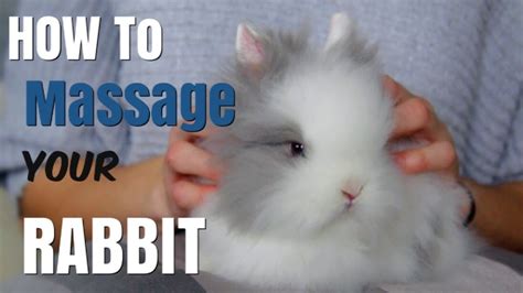 How To Massage Your Rabbit Youtube