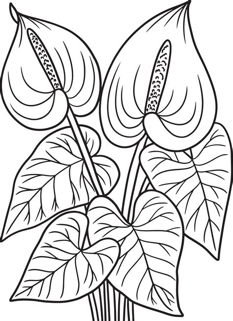 Coloriage De Fleur D Anthurium Pour Adultes Art Vectoriel Chez