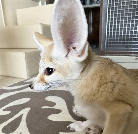 Fennec Fox Fennec Fox For Sale Exotic Animals For Sale Price