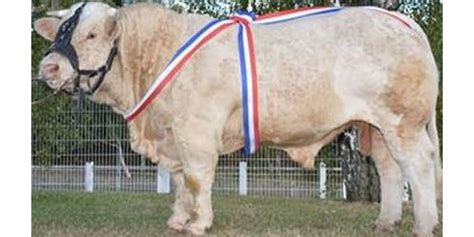 Bourgogne Agriculture Un éleveur De Montceau Et Son Taureau