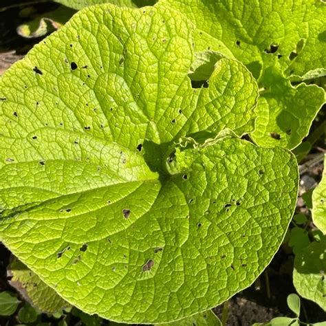 Siebenbürgen Leberblümchen Blue Jewel Expertenwissen für den Garten