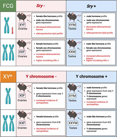 Gonadal Sex Vs Genetic Sex In Experimental Atherosclerosis Atherosclerosis