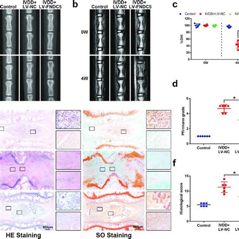 Fndc Irisin Ameliorates Ivdd In Rats In Vivo A Representative Image