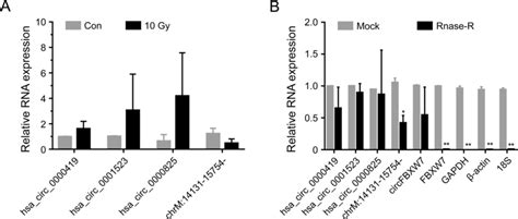 Validation Of The Circrna Sequencing Results A Expression Levels Of