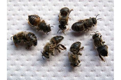 Scientists Reveal Core Genes Involved In Immunity Of Honey Bees