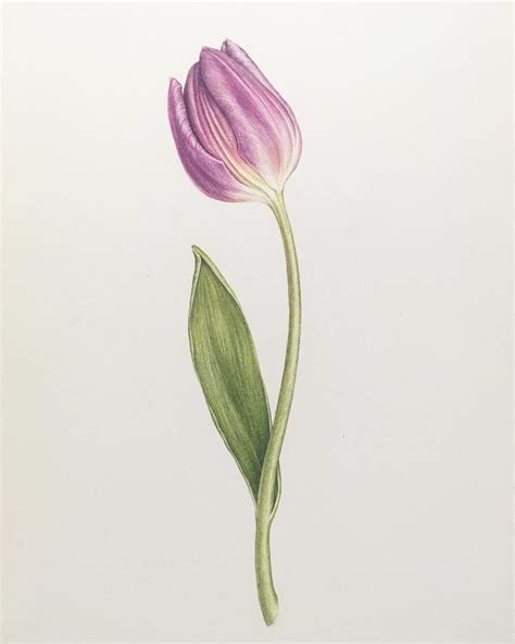 튤립 Tulip Botanicalart 식물세밀화 보태니컬아트 꽃그리기 Colouredpencils 색연필일러스트