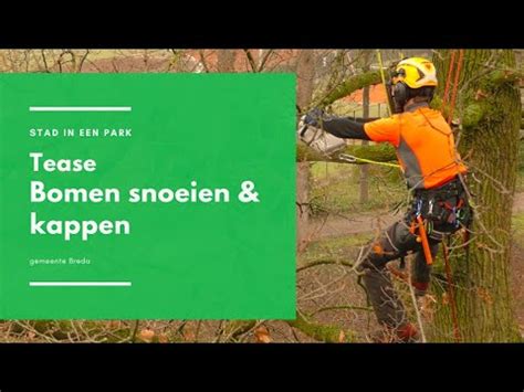 Voorproefje Bomen Kappen En Snoeien YouTube