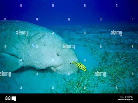 Dugong dugong dugon Fotos und Bildmaterial in hoher Auflösung Alamy