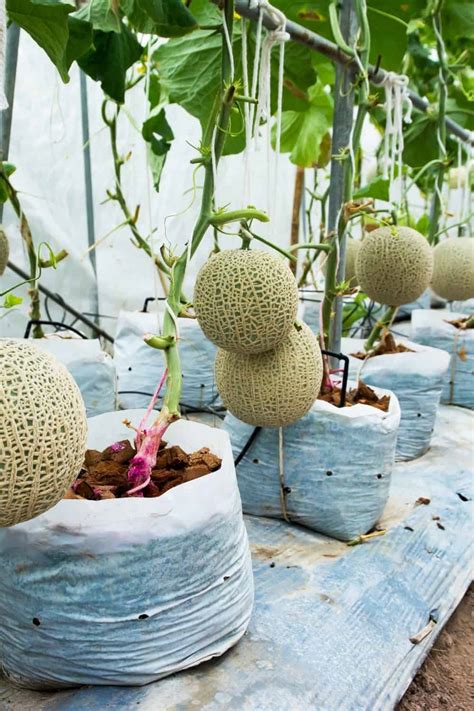 How To Grow Cantaloupe In Containers A Vertical Growing Guide